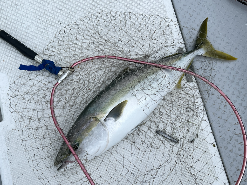 関門　遊漁船　ひびき　泳がせ　ブリ