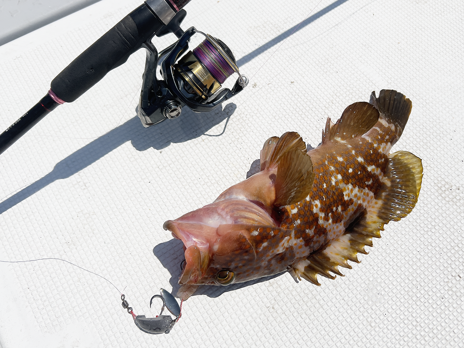 関門　遊漁船　ひびき　アコウ　キジハタ