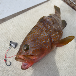 関門　遊漁船　ひびき　アコウ　キジハタ