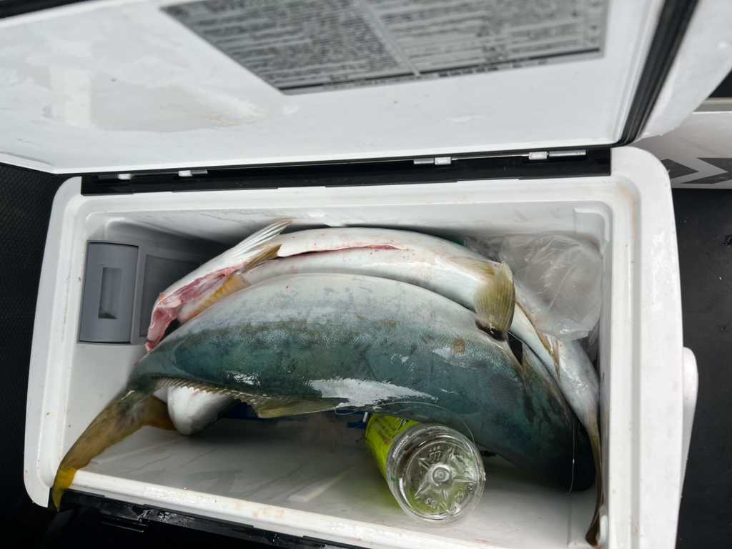 関門遊漁船ひびき ライト泳がせ釣り