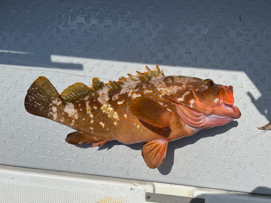 関門遊漁船ひびき　ライト泳がせ釣り