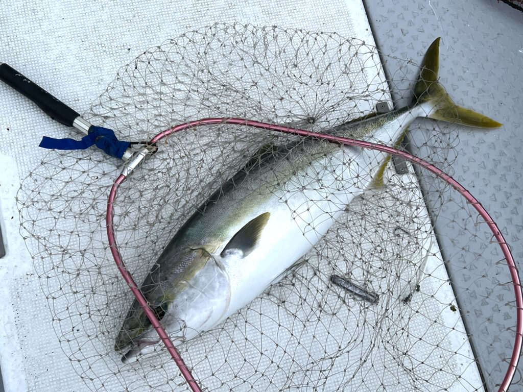 関門遊漁船ひびき　泳がせ釣り　ブリ