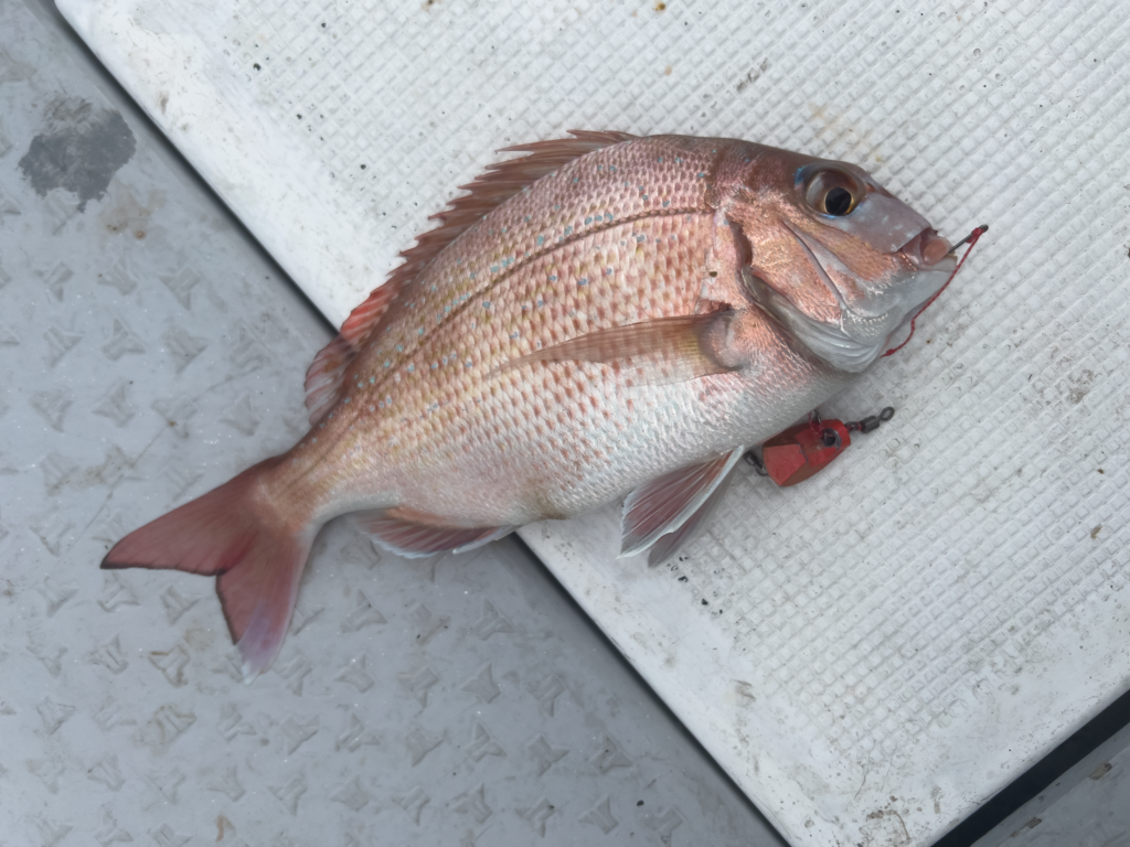 関門遊漁船　ひびき　一つテンヤ