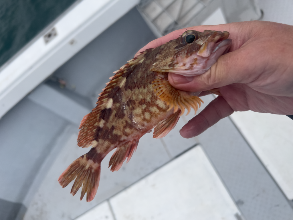 関門遊漁船　ひびき　一つテンヤ