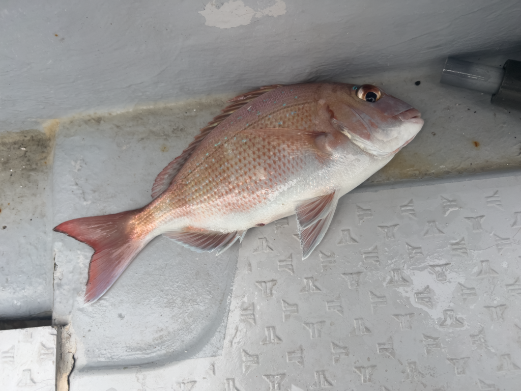 関門遊漁船　ひびき　一つテンヤ