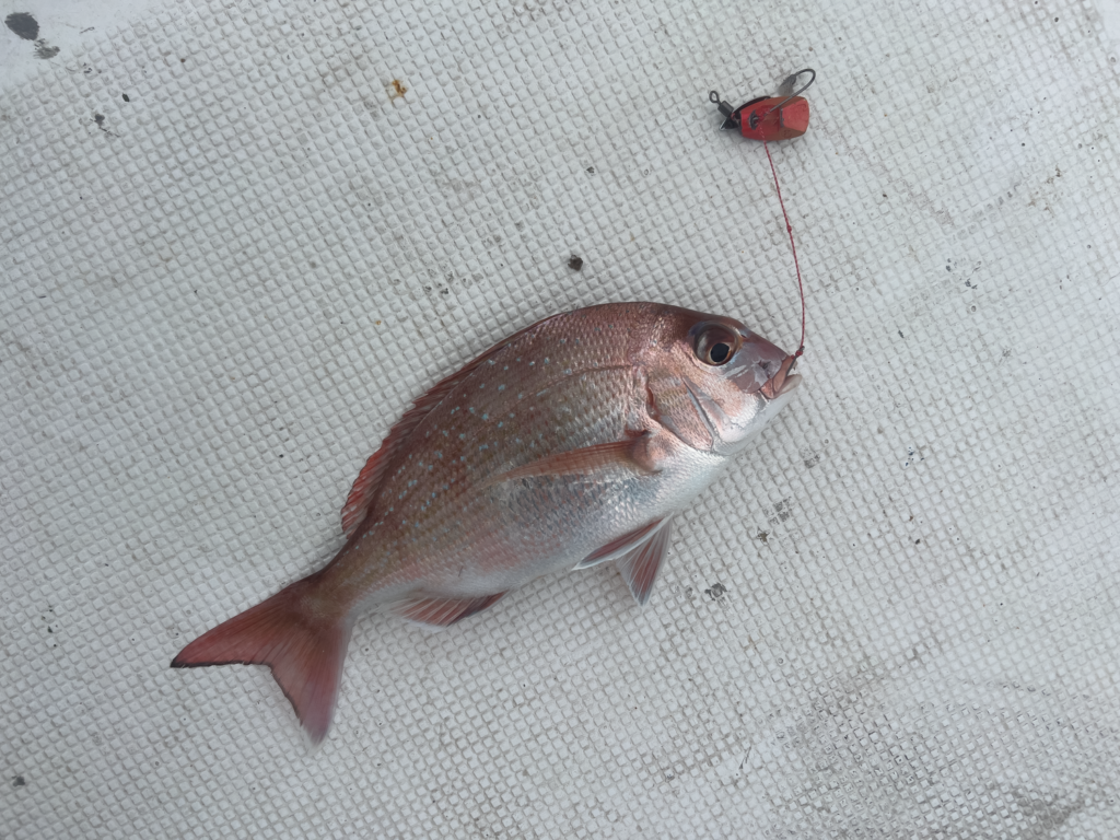 関門遊漁船　ひびき　一つテンヤ