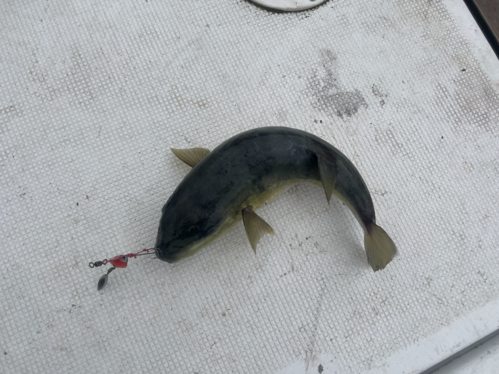 関門遊漁船　ひびき　一つテンヤ