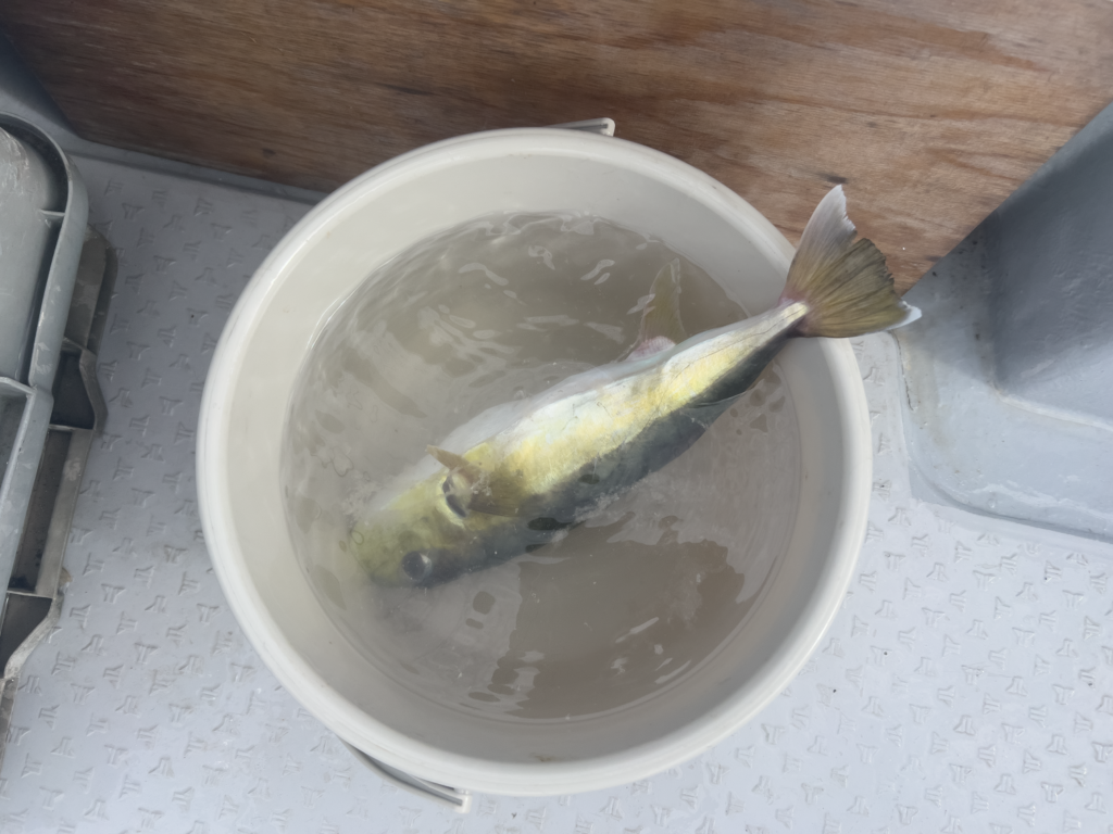 関門遊漁船　ひびき　一つテンヤ