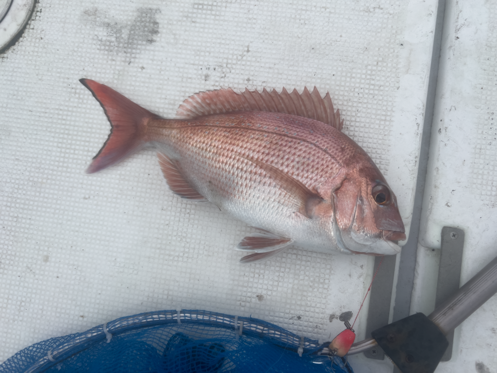 関門遊漁船　ひびき　一つテンヤ