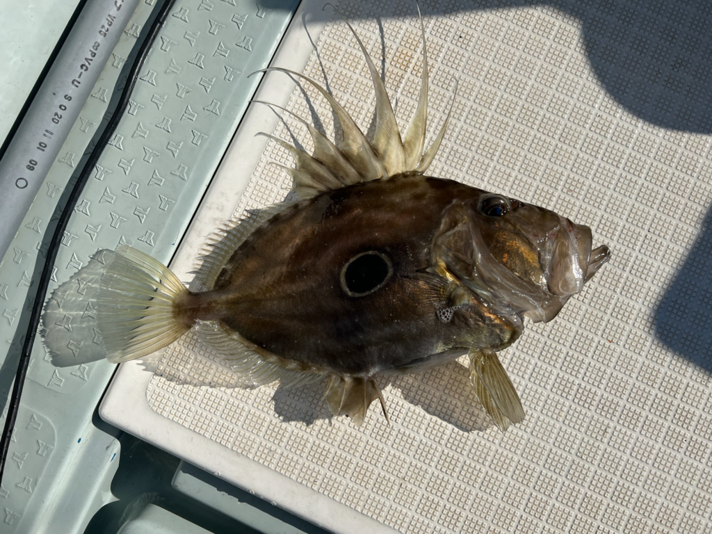 関門遊漁船ひびき ライト泳がせ釣り