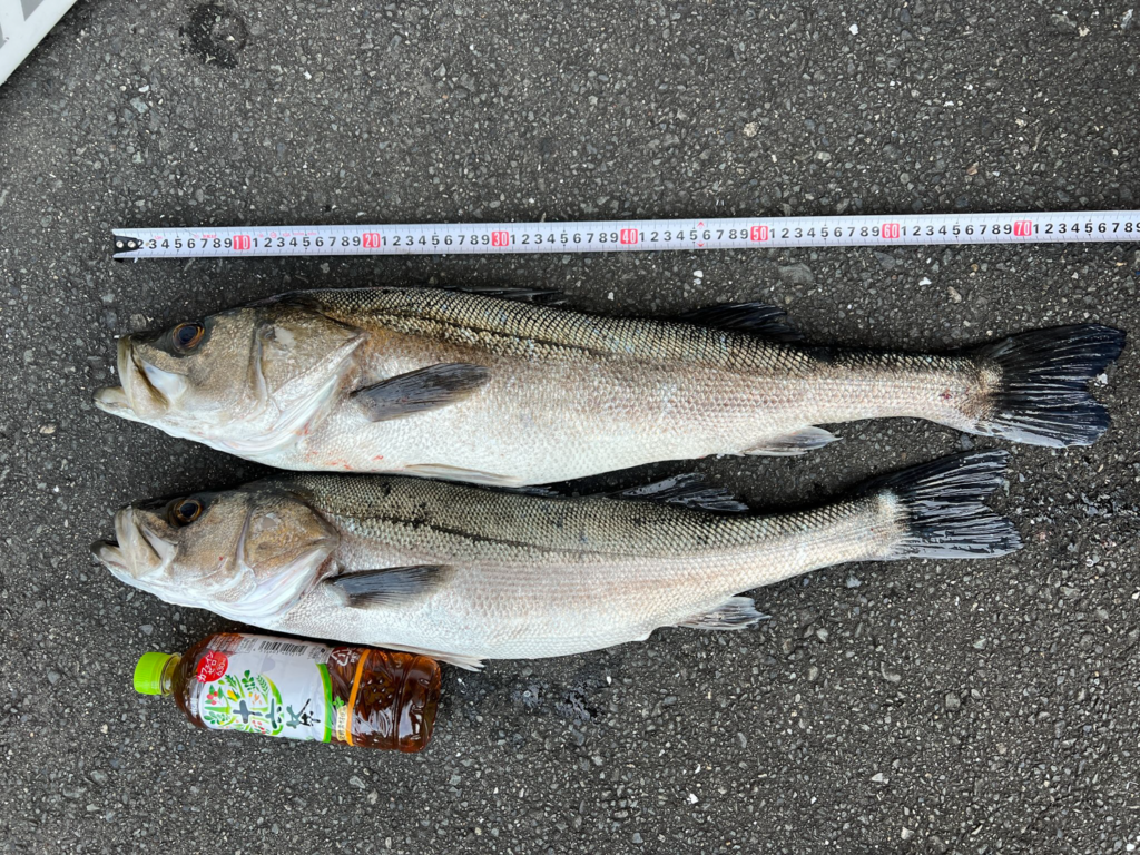 関門遊漁船ひびき ライト泳がせ釣り