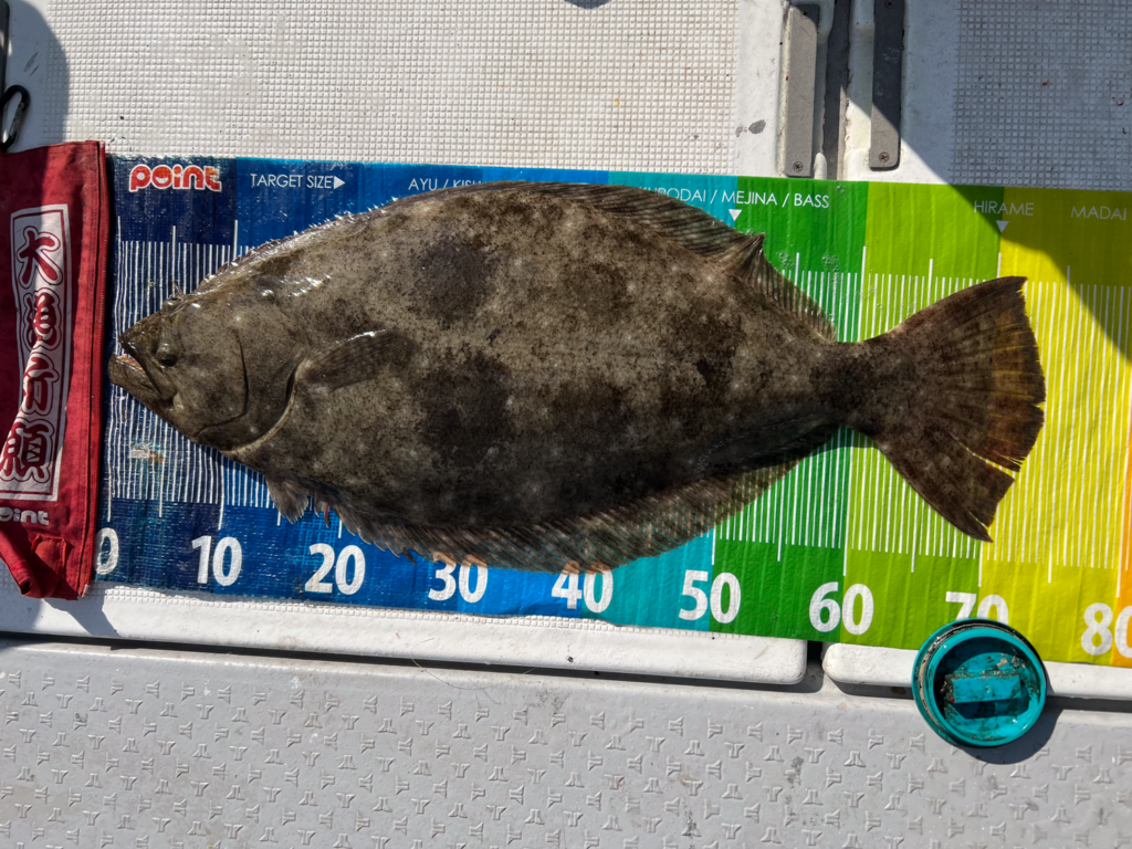 関門遊漁船　ひびき　ライト泳がせ