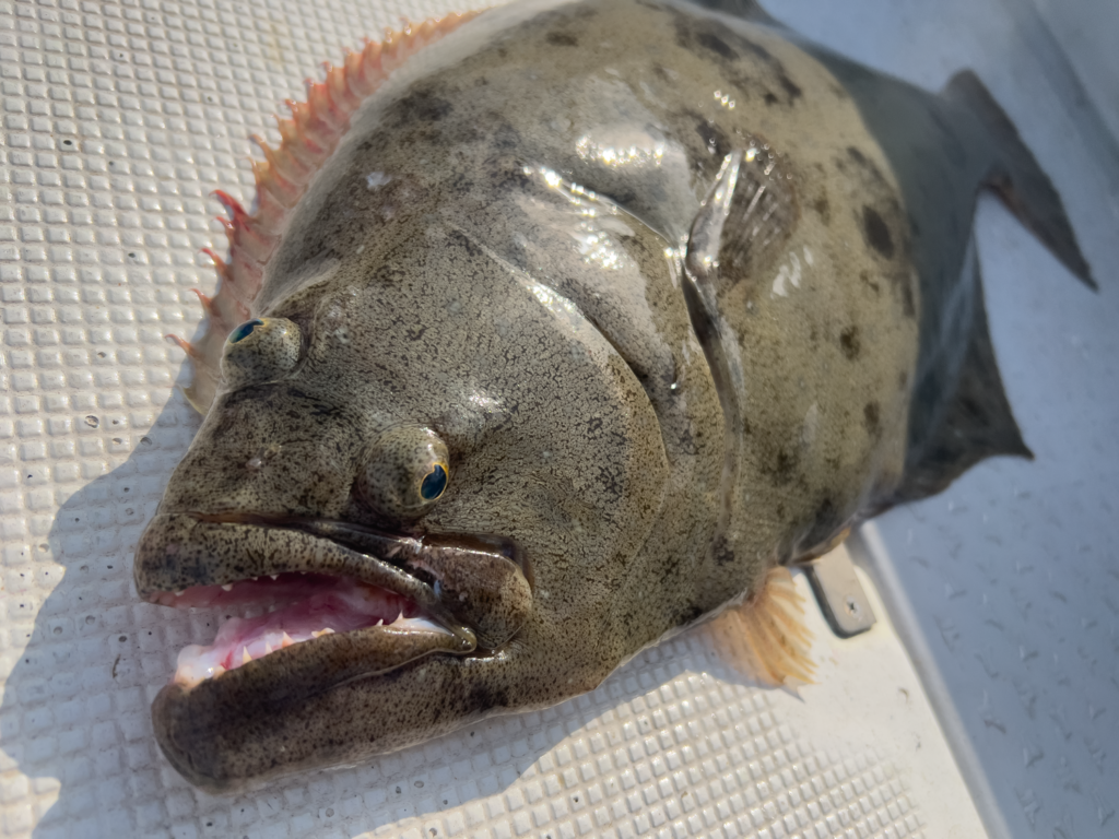 関門遊漁船ひびき　ヒラメ