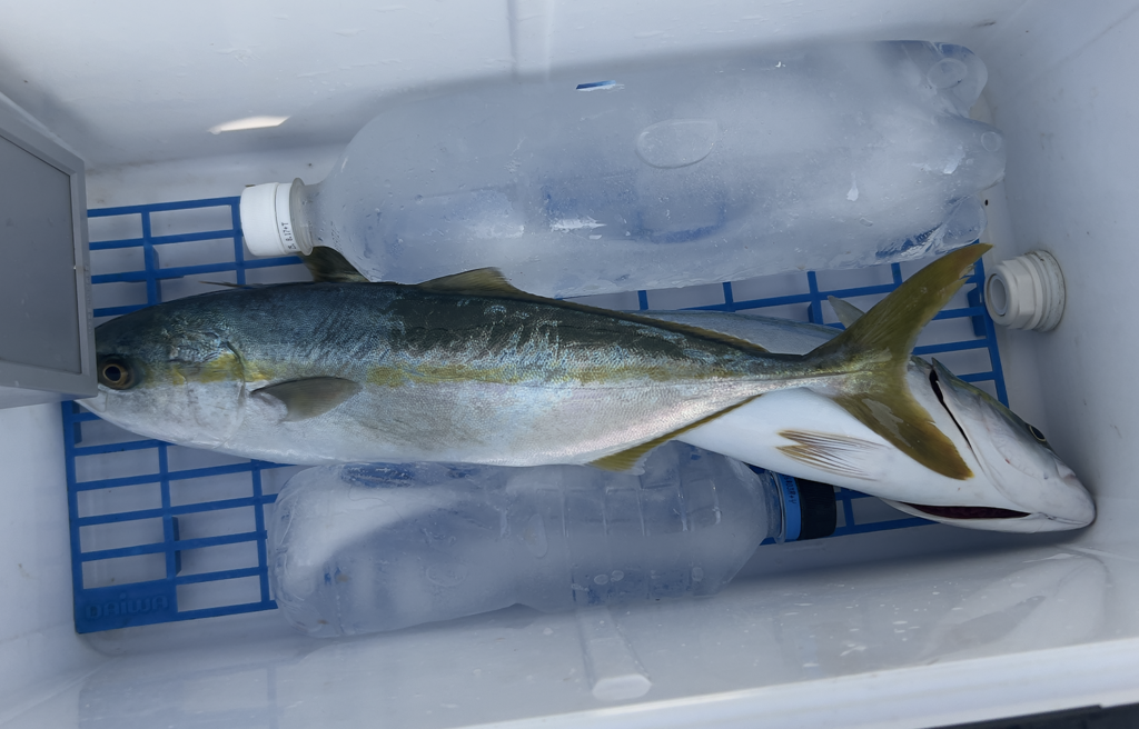 関門遊漁船ひびき　青物