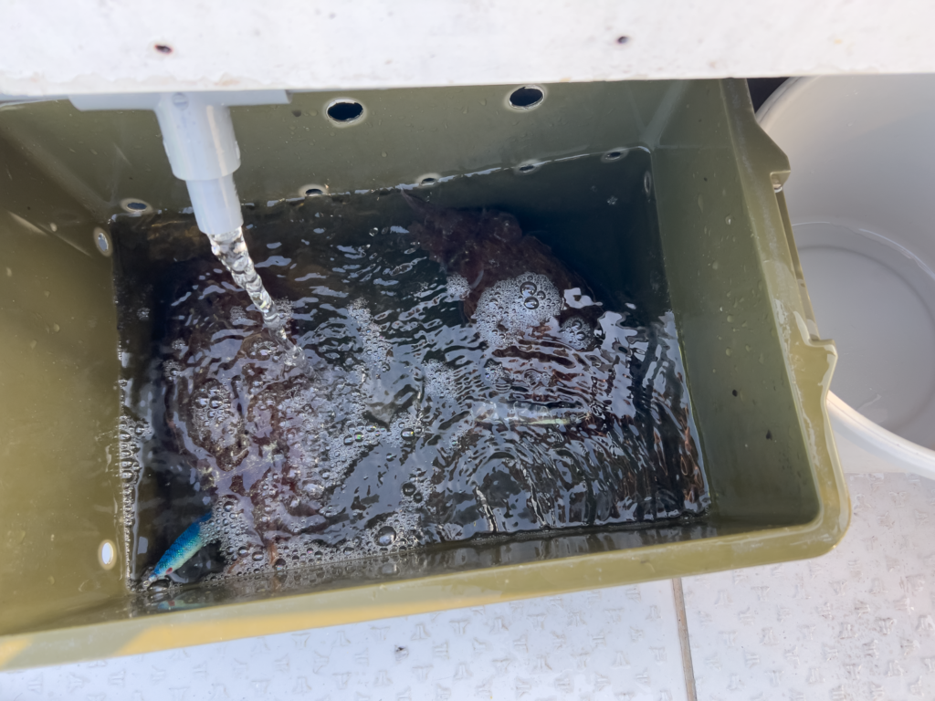 【関門・響灘】遊漁船ひびき　コウイカ釣り