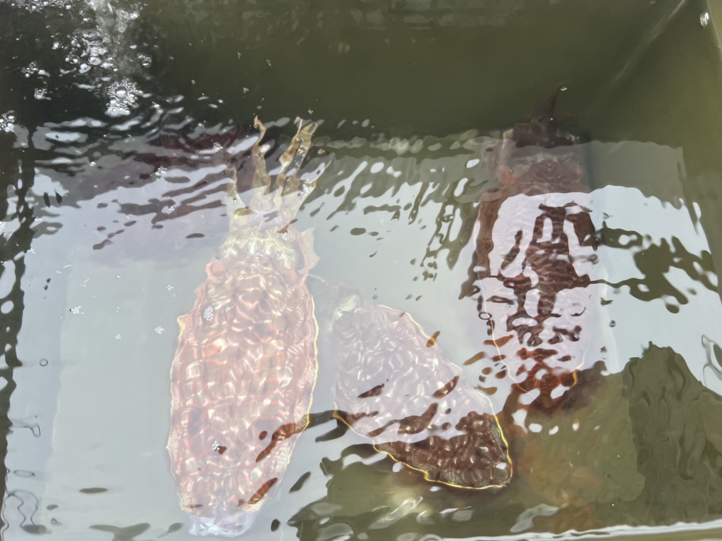 【関門・響灘】遊漁船ひびき　コウイカ釣り