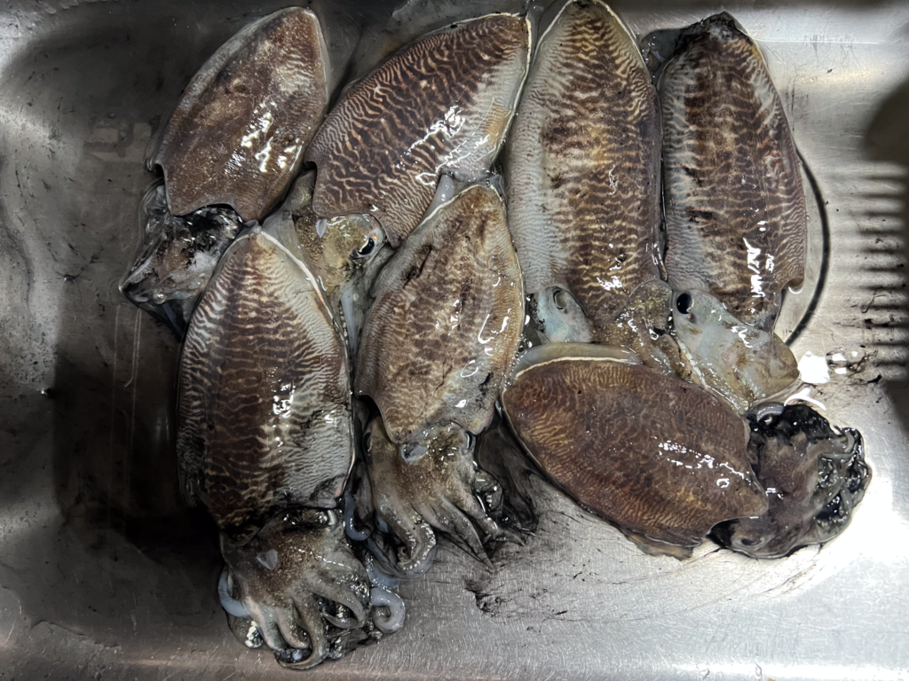 【関門・響灘】遊漁船ひびき　コウイカ釣り