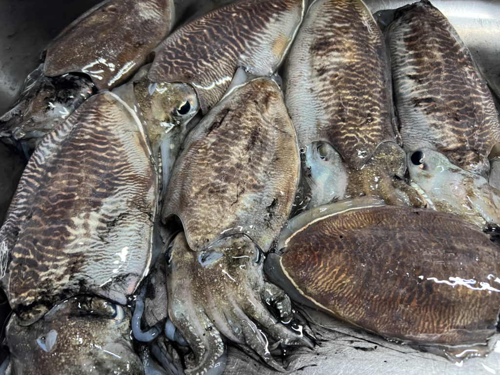 【関門・響灘】遊漁船ひびき　コウイカ釣り